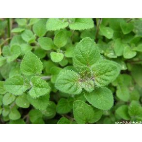 Oregano. Origanum hirtum heracleoticum. Grsk. Fr.