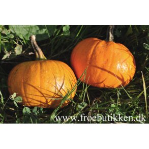 Grskar. Baby bear. Cucurbita pepo. Fr