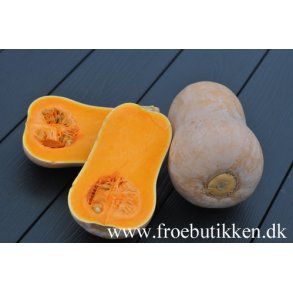 Gr�skar.  Waltham Butternut. Cucurbita mochata. Ca. 10 fr�