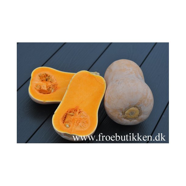 Gr�skar.  Waltham Butternut. Cucurbita mochata. Ca. 10 fr�