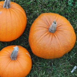Gr�skar. New England Pie. Cucurbita pepo. Ca. 10 Fr�.