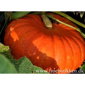 Grskar. Rouge vif dEtampes. Cucurbita maxima. Fr.