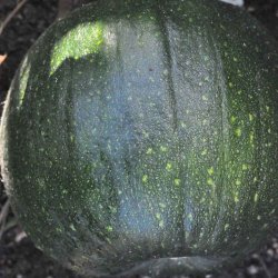 Gr�skar. New England Pie. Cucurbita pepo. Ca. 10 Fr�.