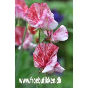 rteblomster. America. Lathyrus odoratus. Fr.