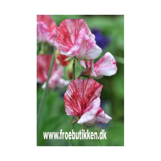 rteblomster. Lathyrus odoratus. America. Fr.