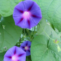 Pragtsnerler fr�. Grandpa Ott. Ipomoea purpurea. Ca. 110 Fr�.