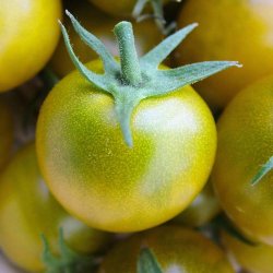 Tomat fr�. Green grape. Solanum lycopersicum. Ca. 10 Fr�