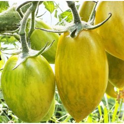 Tomat. Artisan green tiger. Solanum lycopersicum. Fr