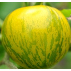 Tomat fr�. Green zebra. Solanum lycopersicum. Ca. 10 Fr�.