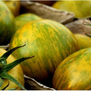 Tomat. Green zebra. Solanum lycopersicum. Fr.