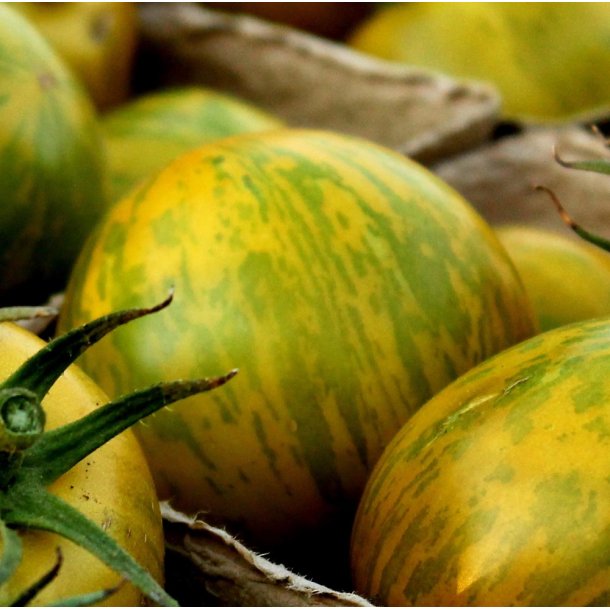 Tomat fr�. Green zebra. Solanum lycopersicum. Ca. 10 Fr�.