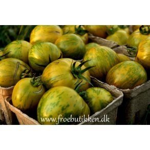 Tomat. Green zebra. Solanum lycopersicum. Fr.