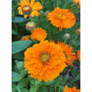 Morgenfrue. Calendula officinalis. Greenheart. Orange. Fr