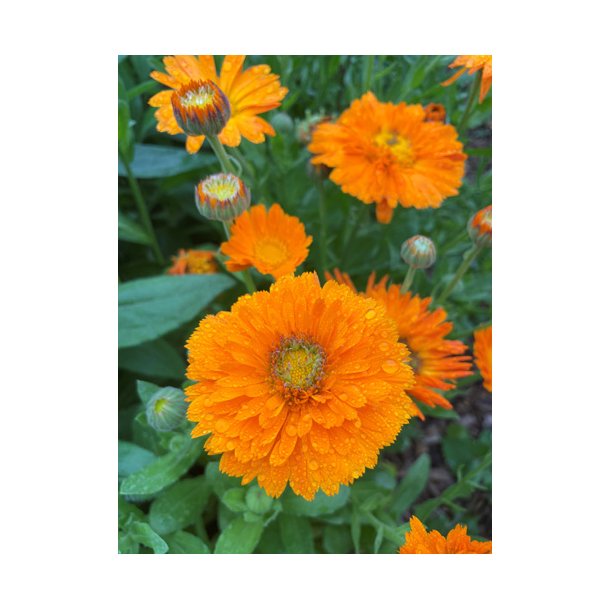 Morgenfrue. Calendula officinalis. Greenheart. Orange. Fr