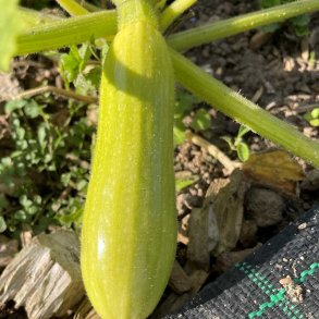 Courgetter fr�. Greta. Cucubita pepo. F1. Ca. 10 Fr�