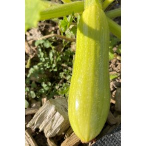 Courgetter. Greta. Cucubita pepo. F1. Fr