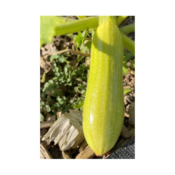 Courgetter. Greta. Cucubita pepo. F1. Fr