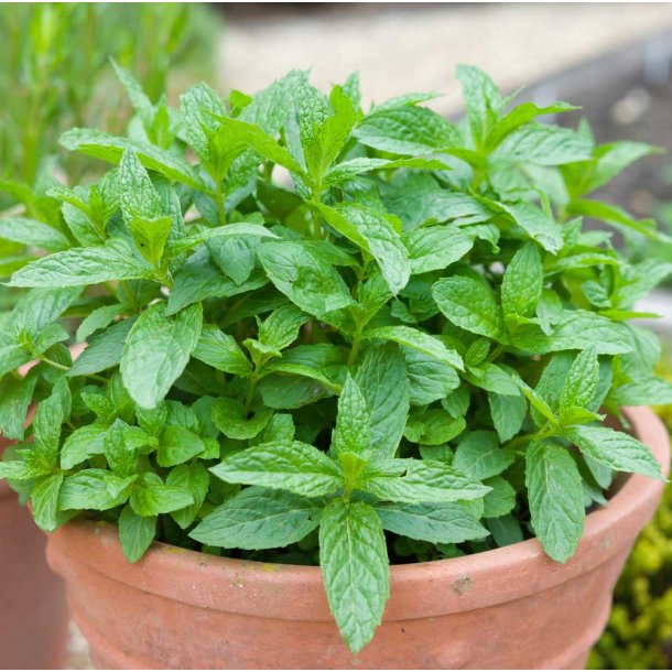 Mynte. Mentha spicata. Grn. Fr.