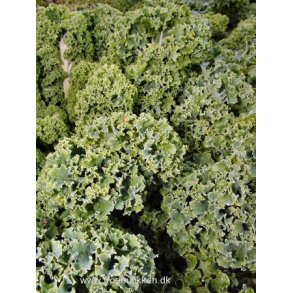 Grnkl. Westlandse winter. Brassica oleracea. kologisk. Fr.