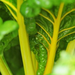 Bladbeder fr. Rainbow mixed. Beta vulgaris L. var. cicla.  Ca. 270 Fr.