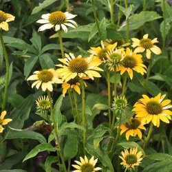 Havepurpursolhat fr�. Mellow yellows. Echinacea purpurea. Ca. 10 Fr�