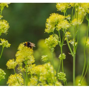 Frstjerne. Gul. Thalictrum flavum. Fr