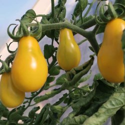 Tomat fr�. Yellow pearshaped. Solanum lycopersicum. Ca. 12 Fr�