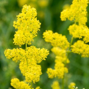 Snerre fr�. Gul. Galium verum. Ca. 1250 Fr�