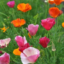 Guldvalmuer fr�. Mission bells. Eschscholzia californica. Ca. 2040 Fr�