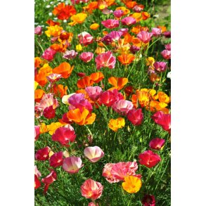 Guldvalmuer. Mission bells. Eschscholzia californica. Fr.