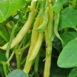 B�nner fr�. Kinghorn wax. Buskb�nner. Phaseolus vulgaris. Ca. 55 Fr�.