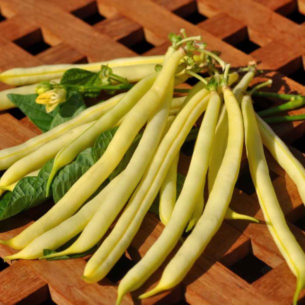 B�nner fr�. Orinoco wax. Phaseolus vulgaris. Buskb�nner. XL pose. Ca. 360 Fr�.