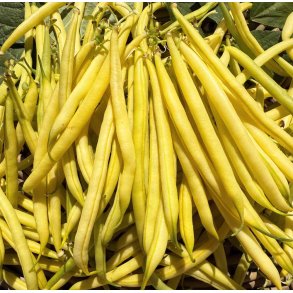 Bnner. Dior. Phaseolus vulgaris. Buskbnner. kologisk. Fr