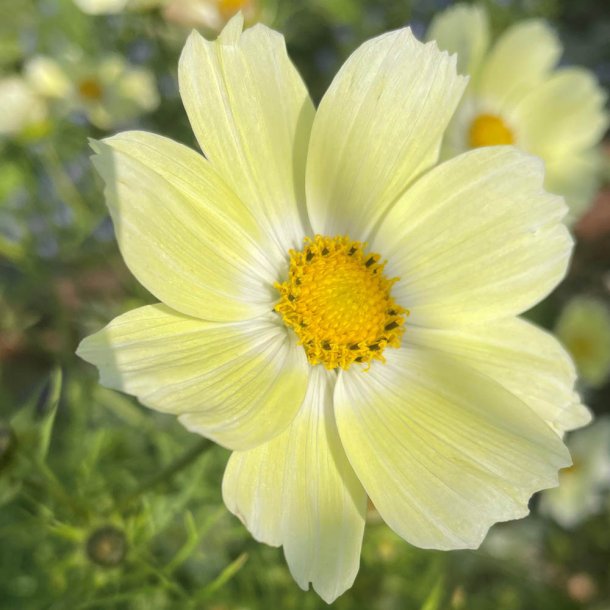 Stolt kavaler fr�. Yellow. Cosmos bipinnatus. Ca. 250 Fr�