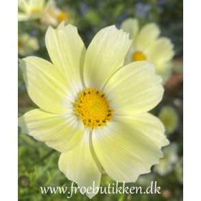 Stolt kavaler. Cosmos bipinnatus. Sunset Yellow. Fr