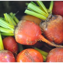 Rdbeder. Burpees golden. Beta vulgaris.  Fr.