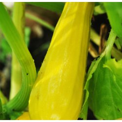 Courgetter. Atena Polka. Cucurbita pepo. F1. Fr.