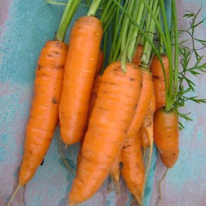 Gulerod fr�. Amsterdam 2. Daucus carota var. sativus. Ca. 1700 Fr�.