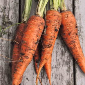Gulerod fr�. Autumn King 2. Daucus carota var. sativus. Ca. 1100 �kologiske fr�