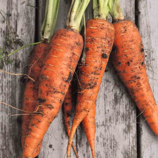 Gulerod fr�. Autumn King 2. Daucus carota var. sativus. Ca. 1100 �kologiske fr�