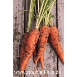 Gulerod. Autumn King 2. Daucus carota var. sativus. kologisk. Fr.