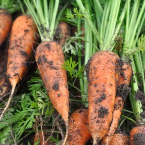 Gulerod fr�. Chantenay red cored. Daucus carota var. sativus. Ca. 1700  Fr�