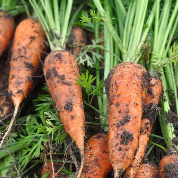 Gulerod fr�. Chantenay red cored. Daucus carota var. sativus. Ca. 1700  Fr�