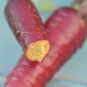 Gulerod fr�. Purple dragon. Daucus carota. Ca. 190 Fr�.