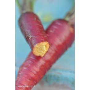 Gulerod. Purple dragon. Daucus carota. Fr.