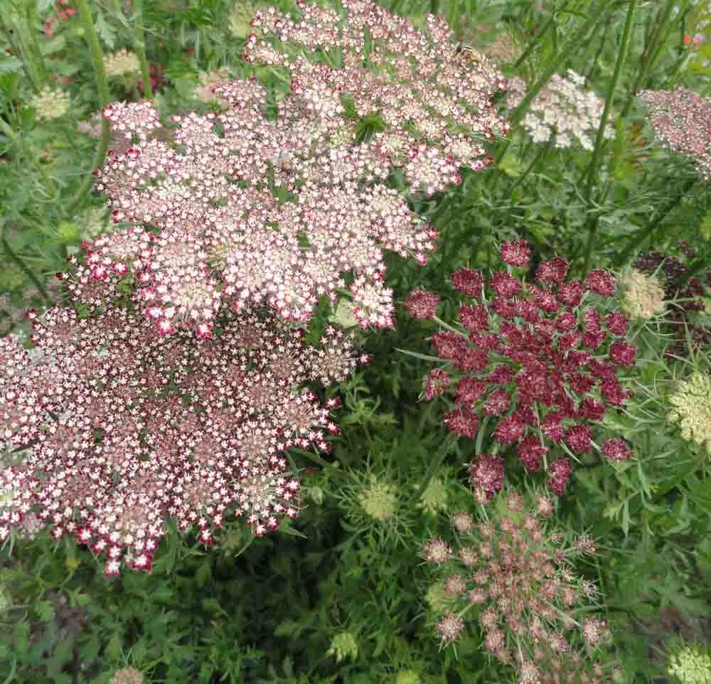 Dara gulerodsblomster