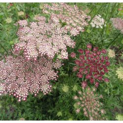 Gulerodsblomst. Dara. Daucus carota. Fr