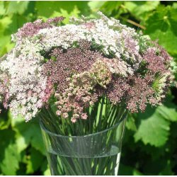 Gulerodsblomst. Dara. Daucus carota. Fr