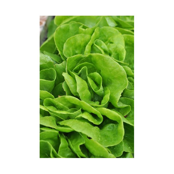 Salat. Gustavs salad. Lactuca sativa. Fr
