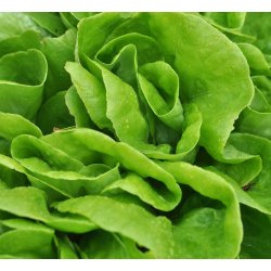 Salat. Gustavs salad. Lactuca sativa. Fr